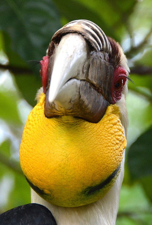 Male Wreathed hornbill portrait