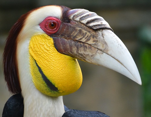 Male Wreathed hornbill portrait