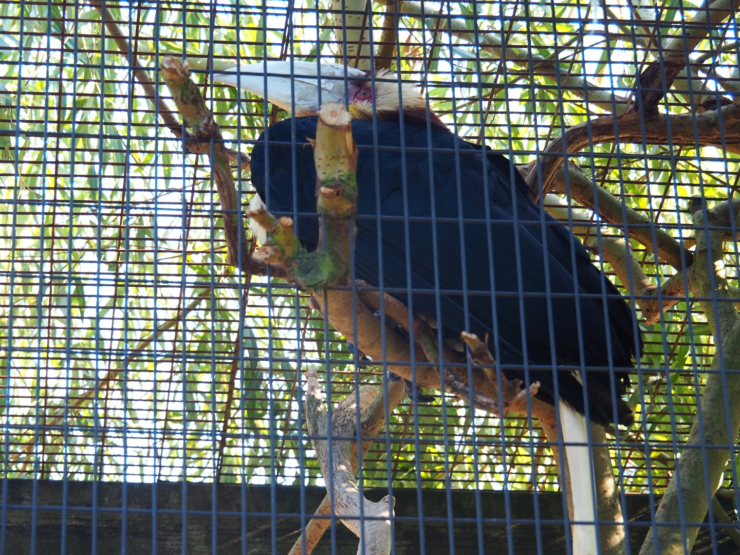 Male wreathed hornbill (Rhyticeros undulates), Sep 2nd, 2018
