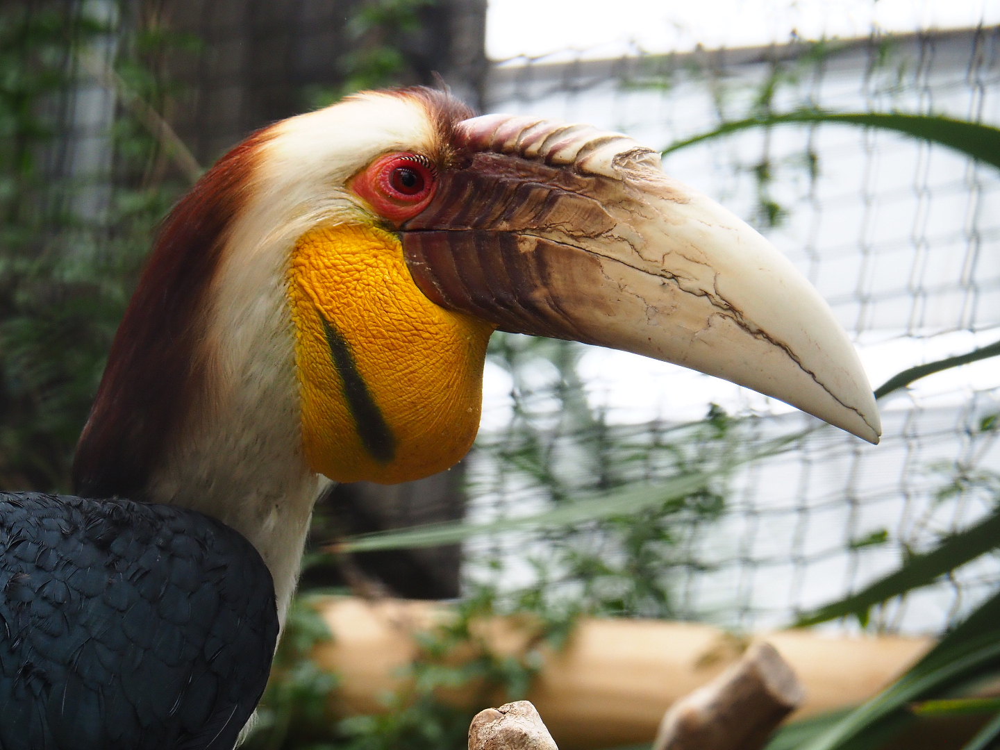 Male Wreathed hornbill (Rhyticeros undulatus), 2019-10-05