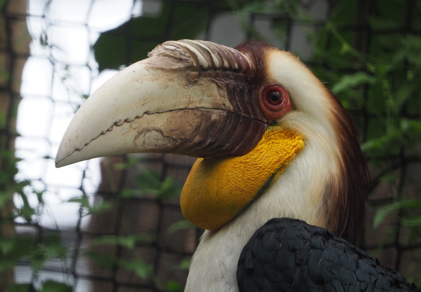 Male Wreathed hornbill (Rhyticeros undulatus), 2020-09-03