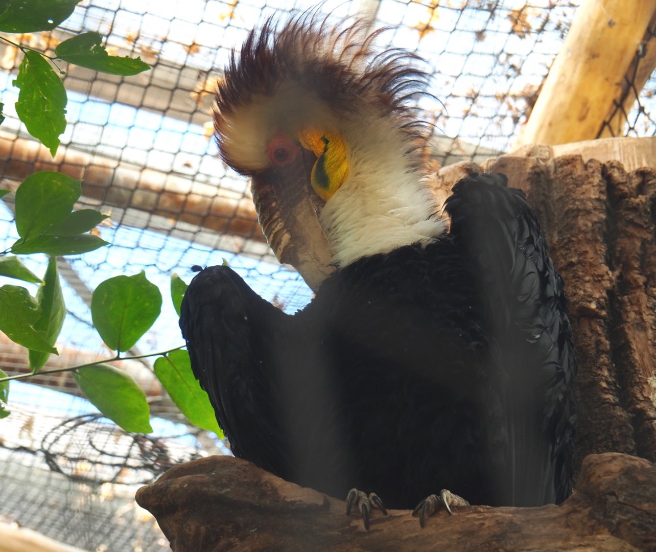 Male Wreathed hornbill (Rhyticeros undulatus), 2021-09-03