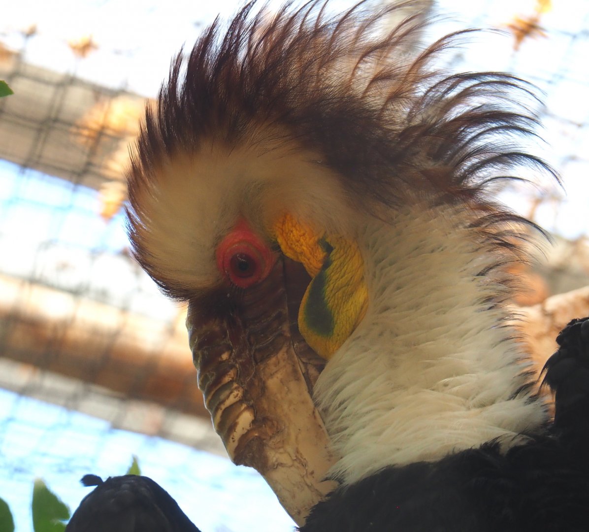 Male Wreathed hornbill (Rhyticeros undulatus), 2021-09-03