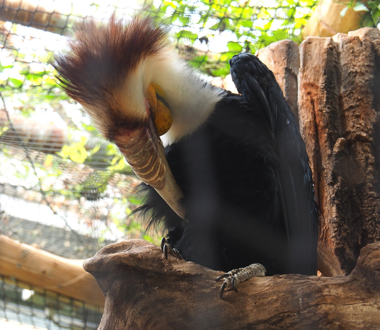 Male Wreathed hornbill (Rhyticeros undulatus), 2022-09-15
