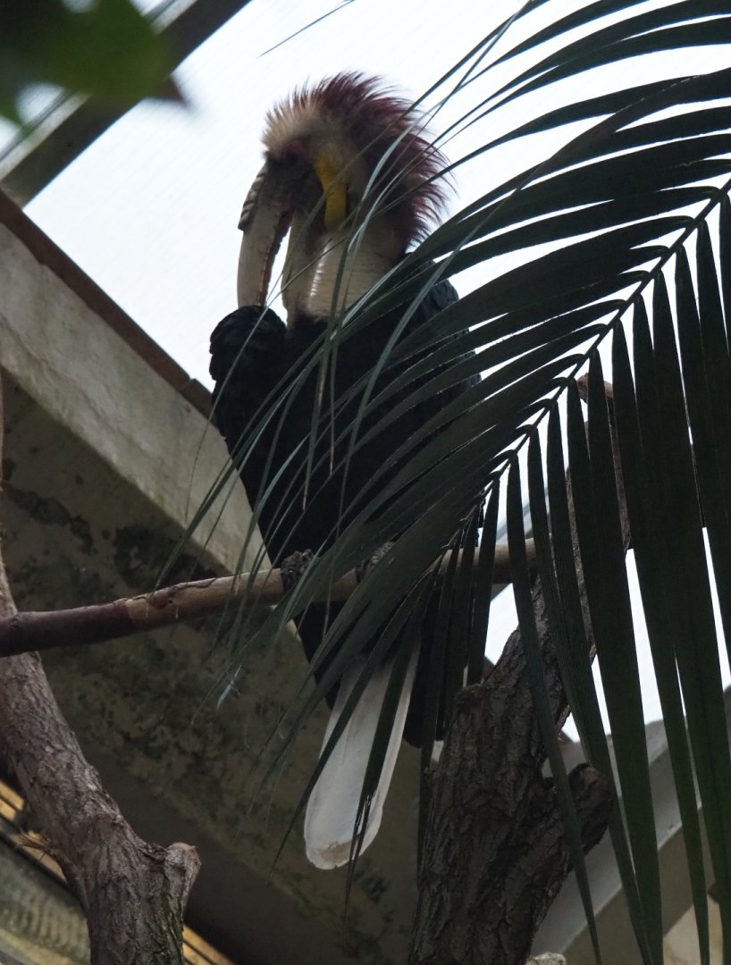 Male wreathed hornbill (Rhyticeros undulatus), Nov 10th, 2018