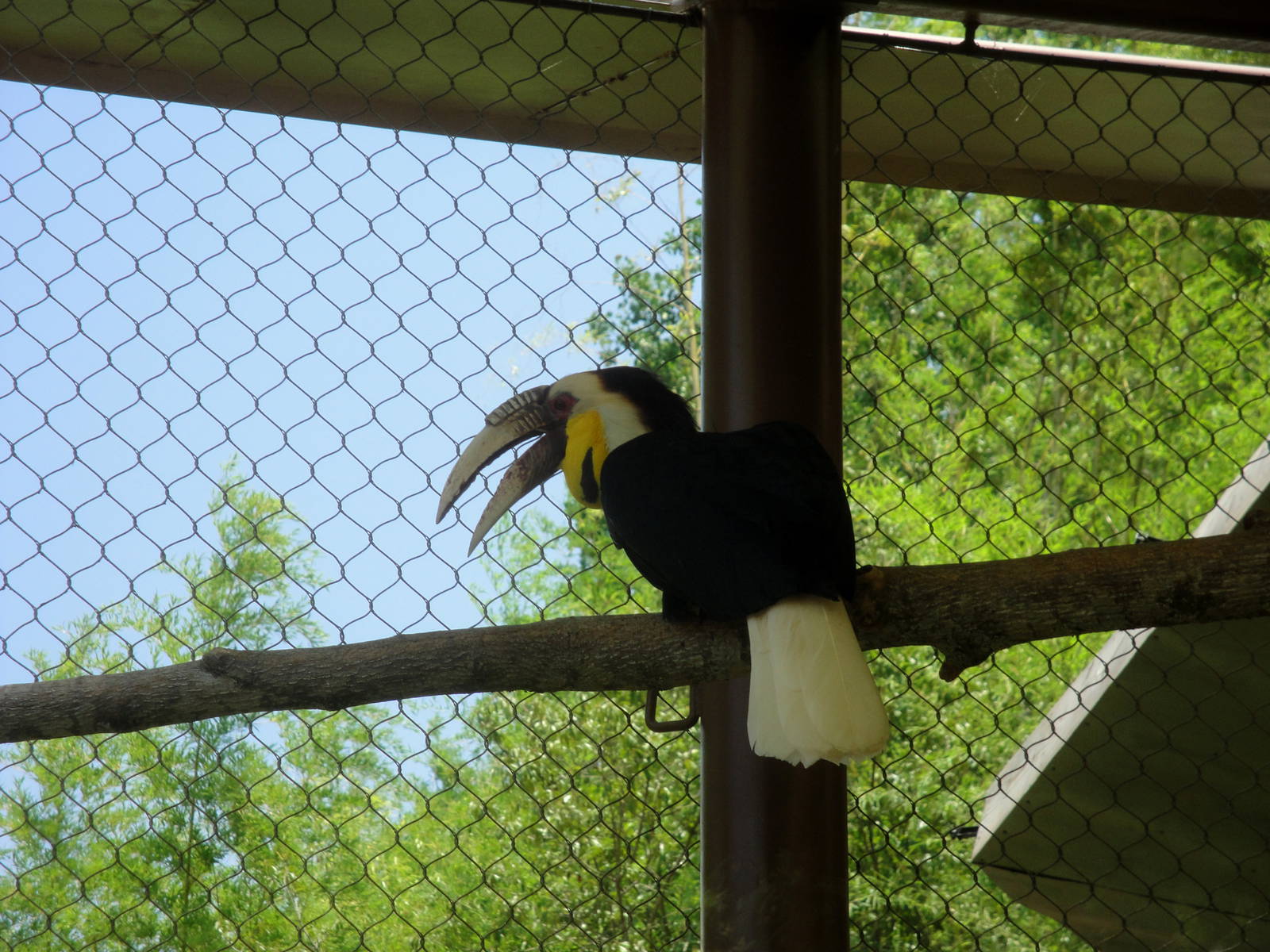 Male Wreathed Hornbill