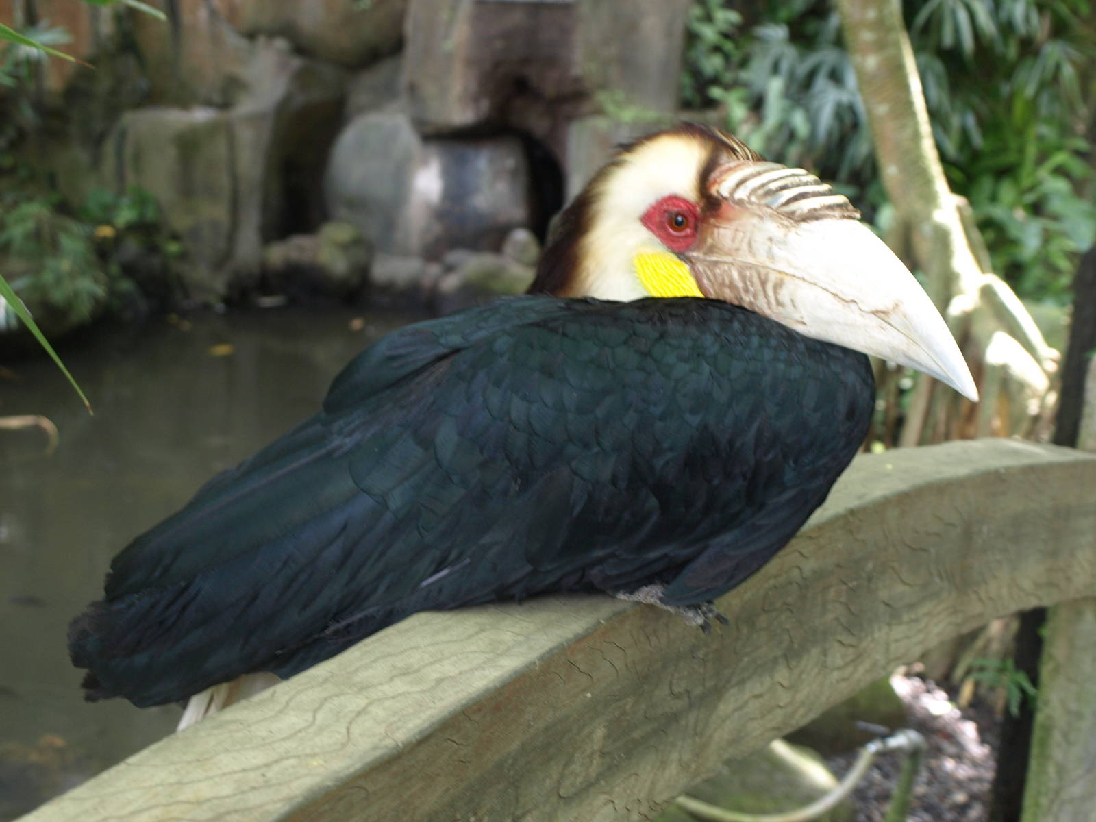 Male Wreathed hornbill