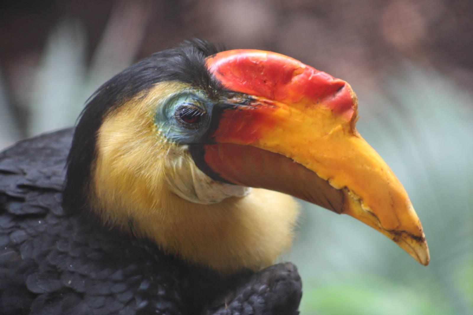 Male Wrinkled Hornbill @ Chester; 01.07.2011