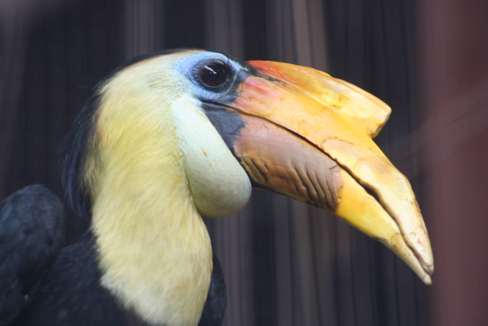 Male Wrinkled Hornbill @ Chester  05.06.2010