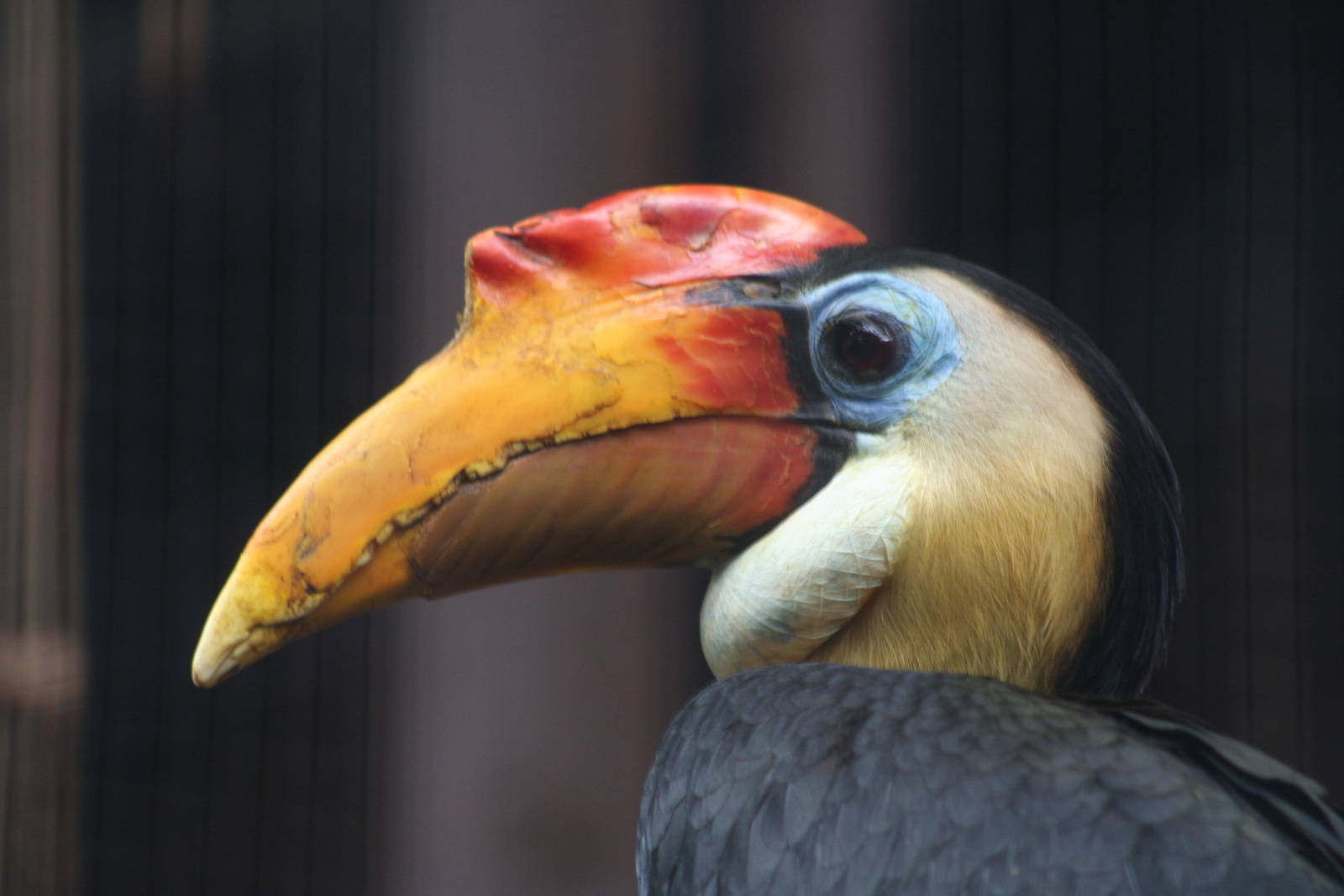 Male Wrinkled Hornbill @ Chester 23.06.2012