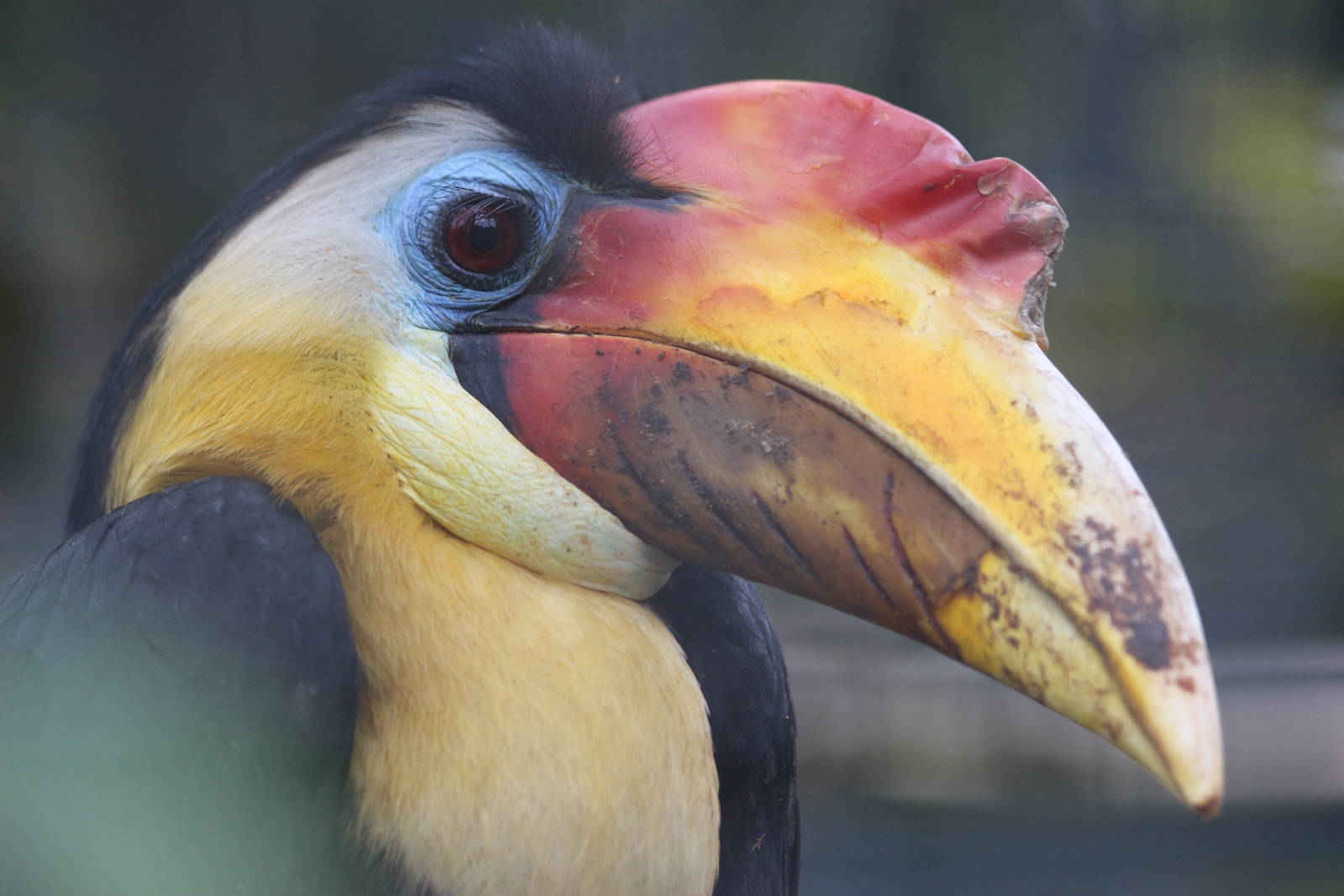 male Wrinkled Hornbill @ Paignton; 21.09.2016