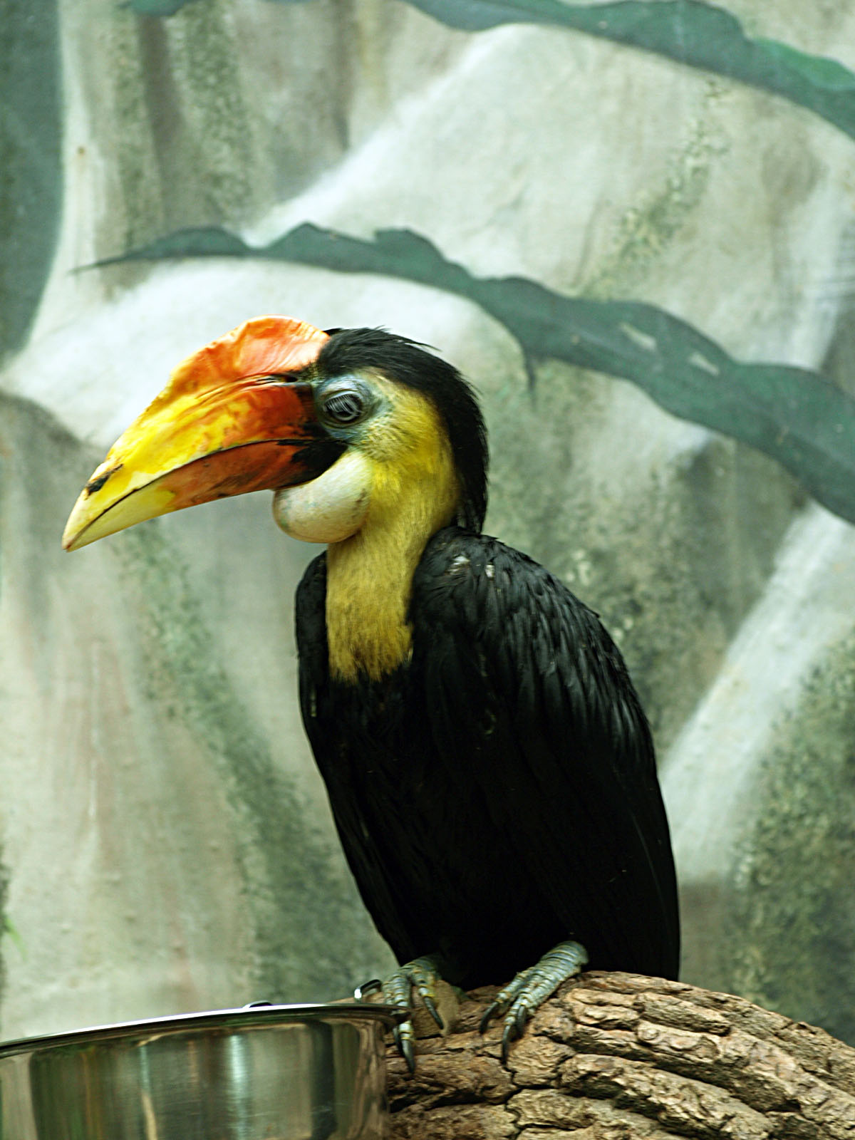 Male Wrinkled hornbill