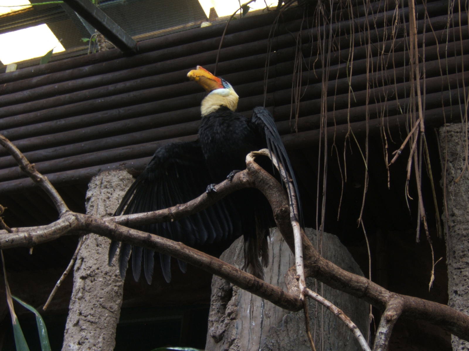 Male Wrinkled Hornbill