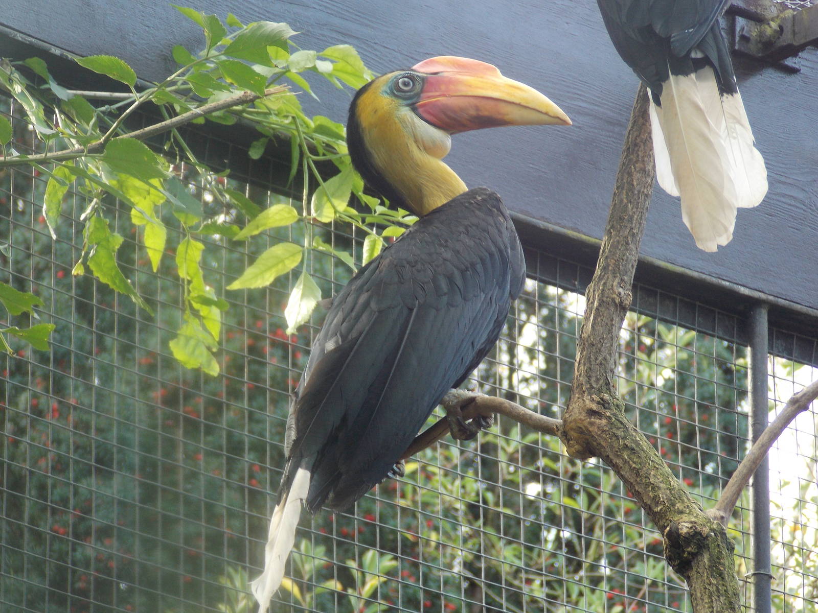 Male Wrinkled hornbill