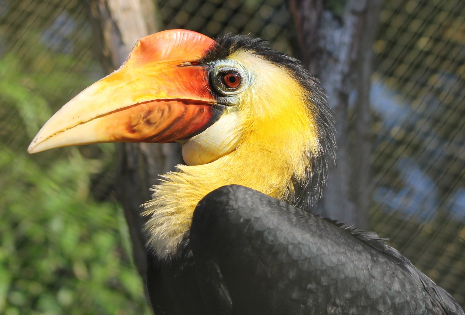 Male Wrinkled hornbill