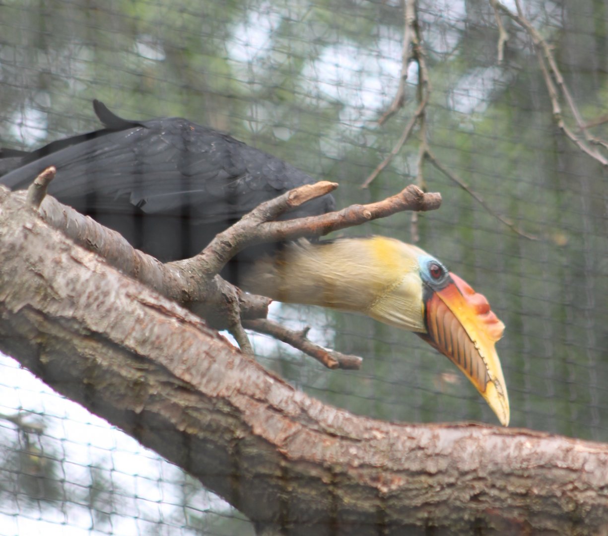 Male Wrinkled hornbill