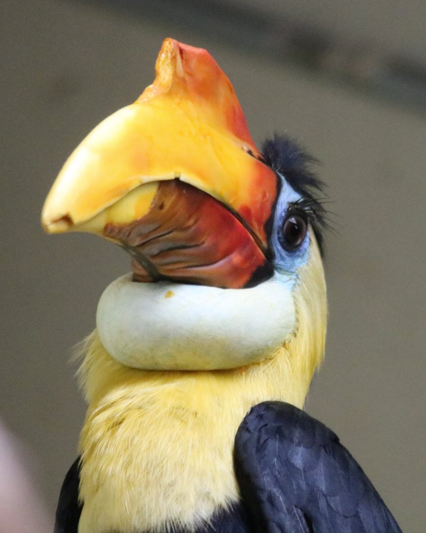 Male Wrinkled Hornbill