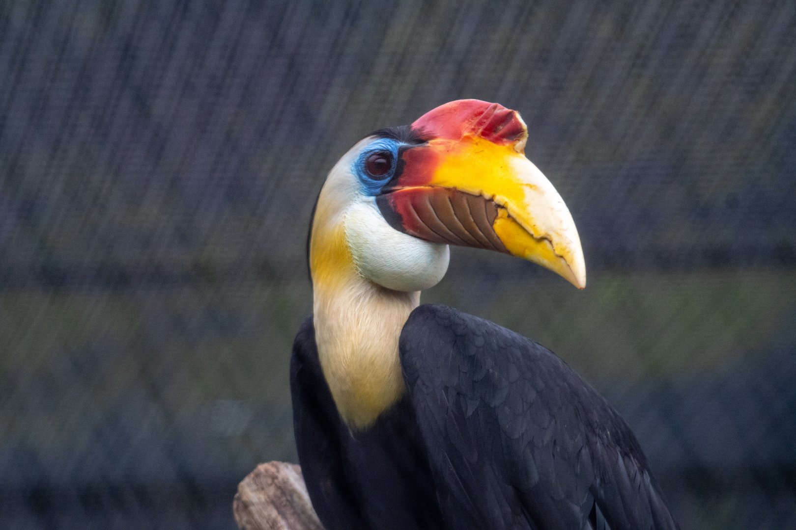 Male Wrinkled Hornbill