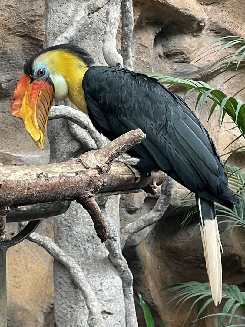Male Wrinkled Hornbill