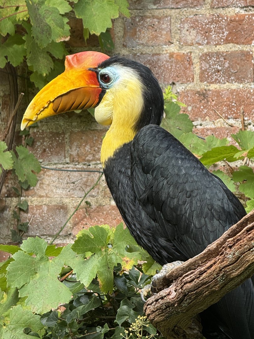 male Wrinkled Hornbill