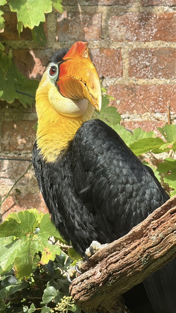 male Wrinkled Hornbill