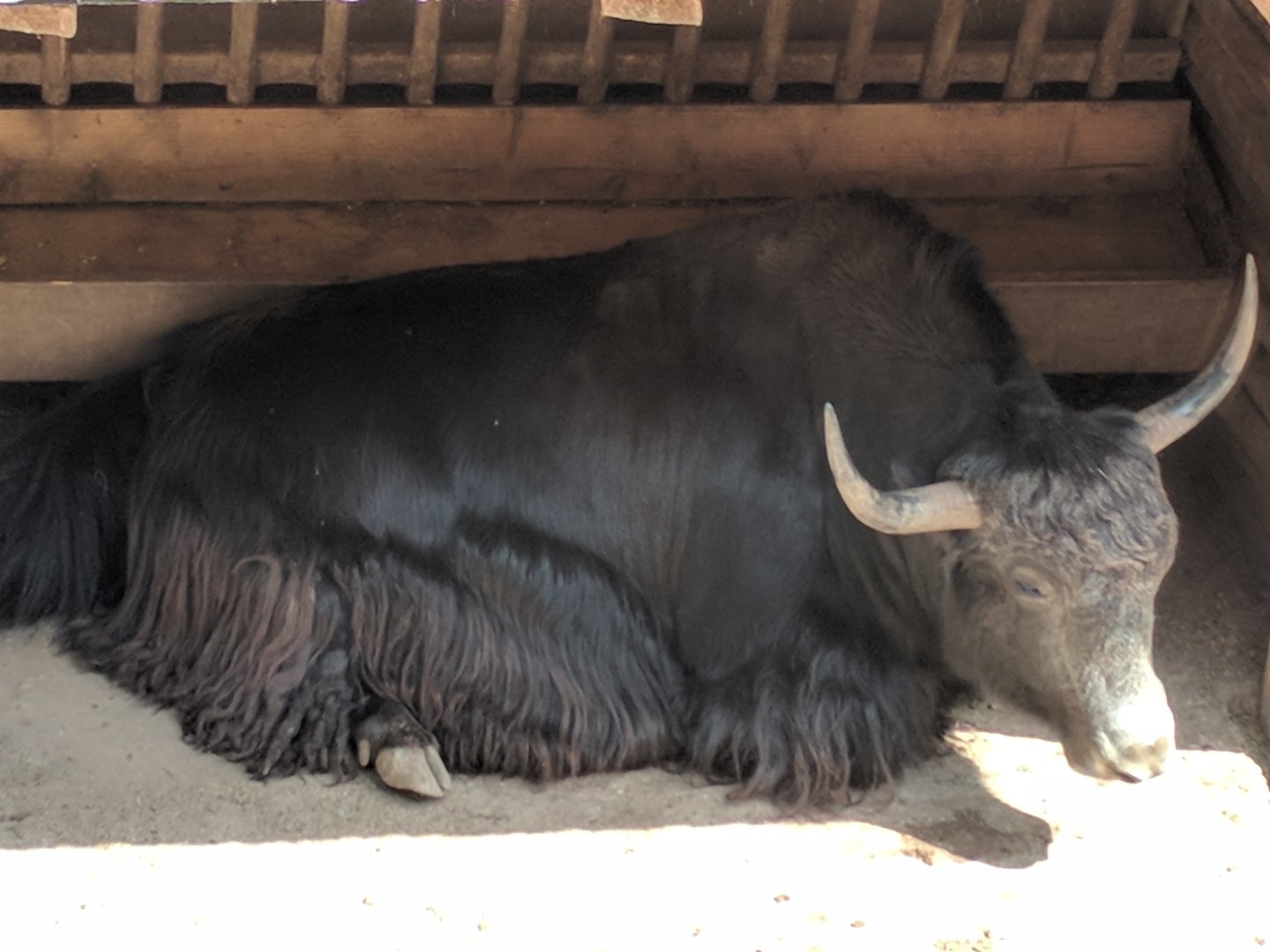 Male Yak