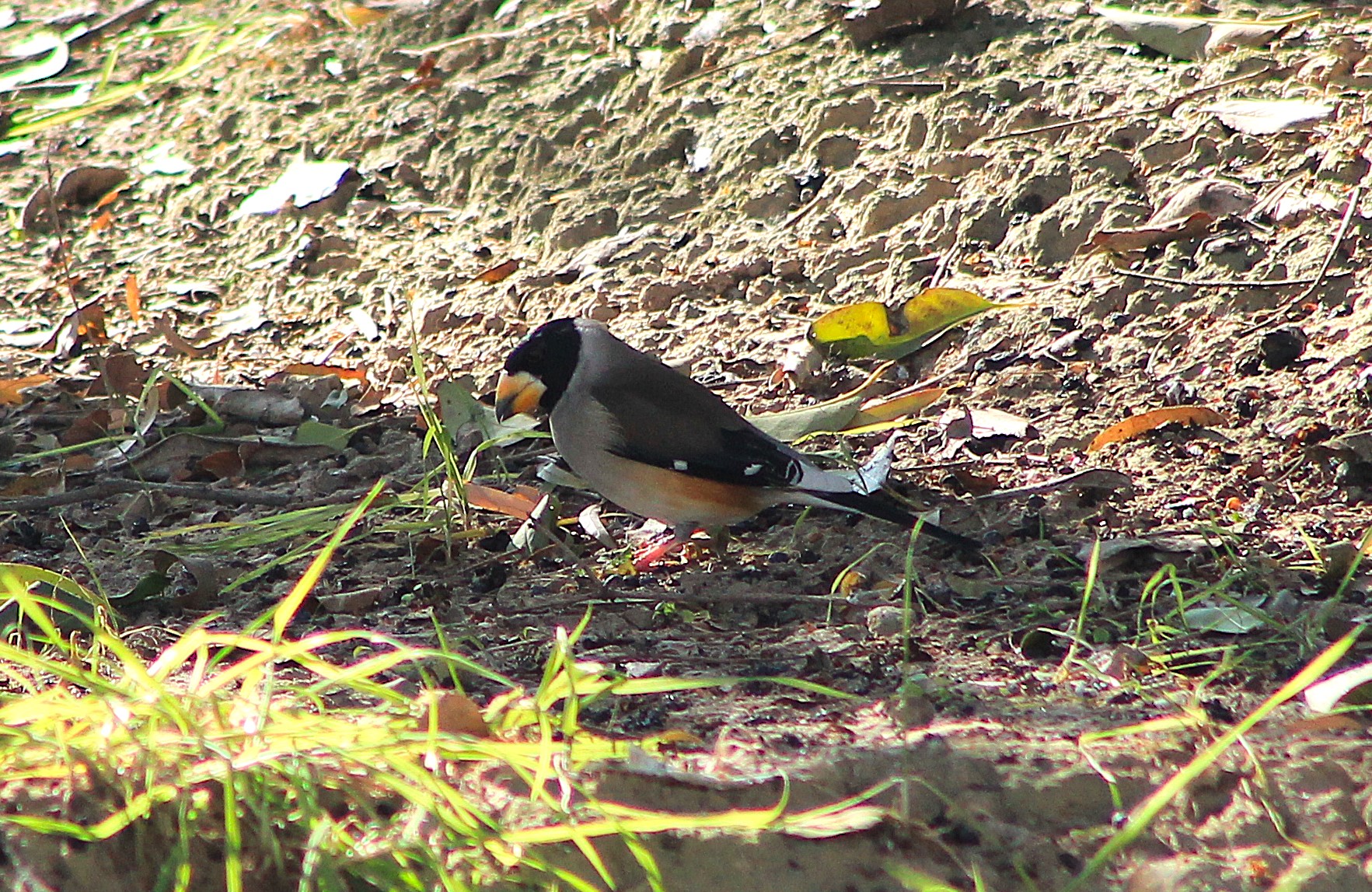 Male Yellow-billed Grosbeak (Eophona migratoria)