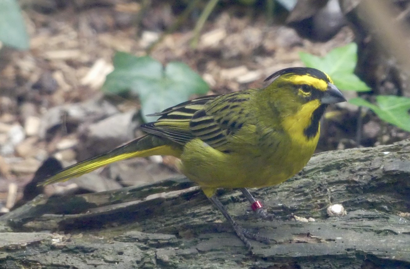Male Yellow Cardinal - 21.10.24