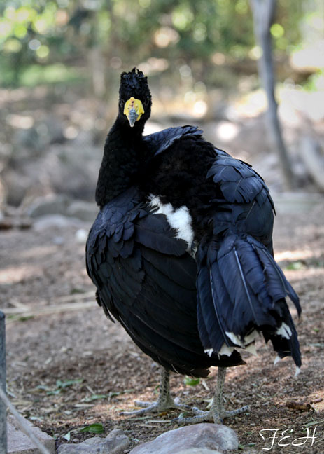 male yellow knob curassow