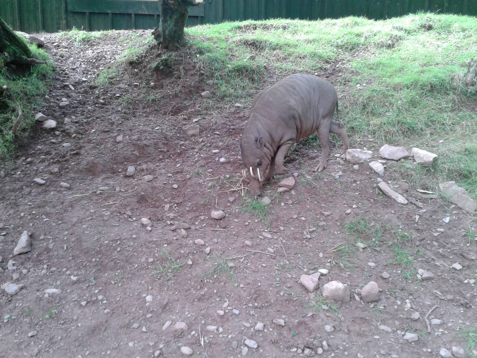Male_Babirusa_SLWAP