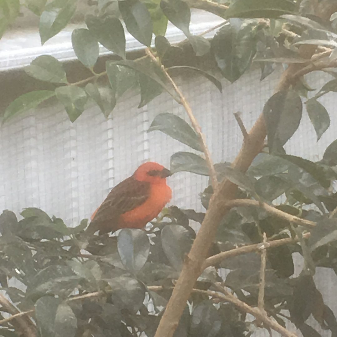 Maleny Bird World-Red Fody