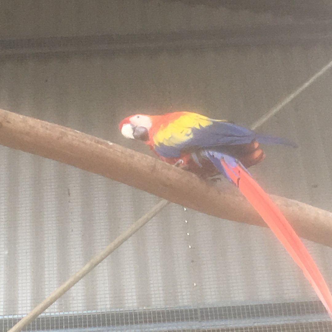 Maleny Bird World-Scarlett Macaw