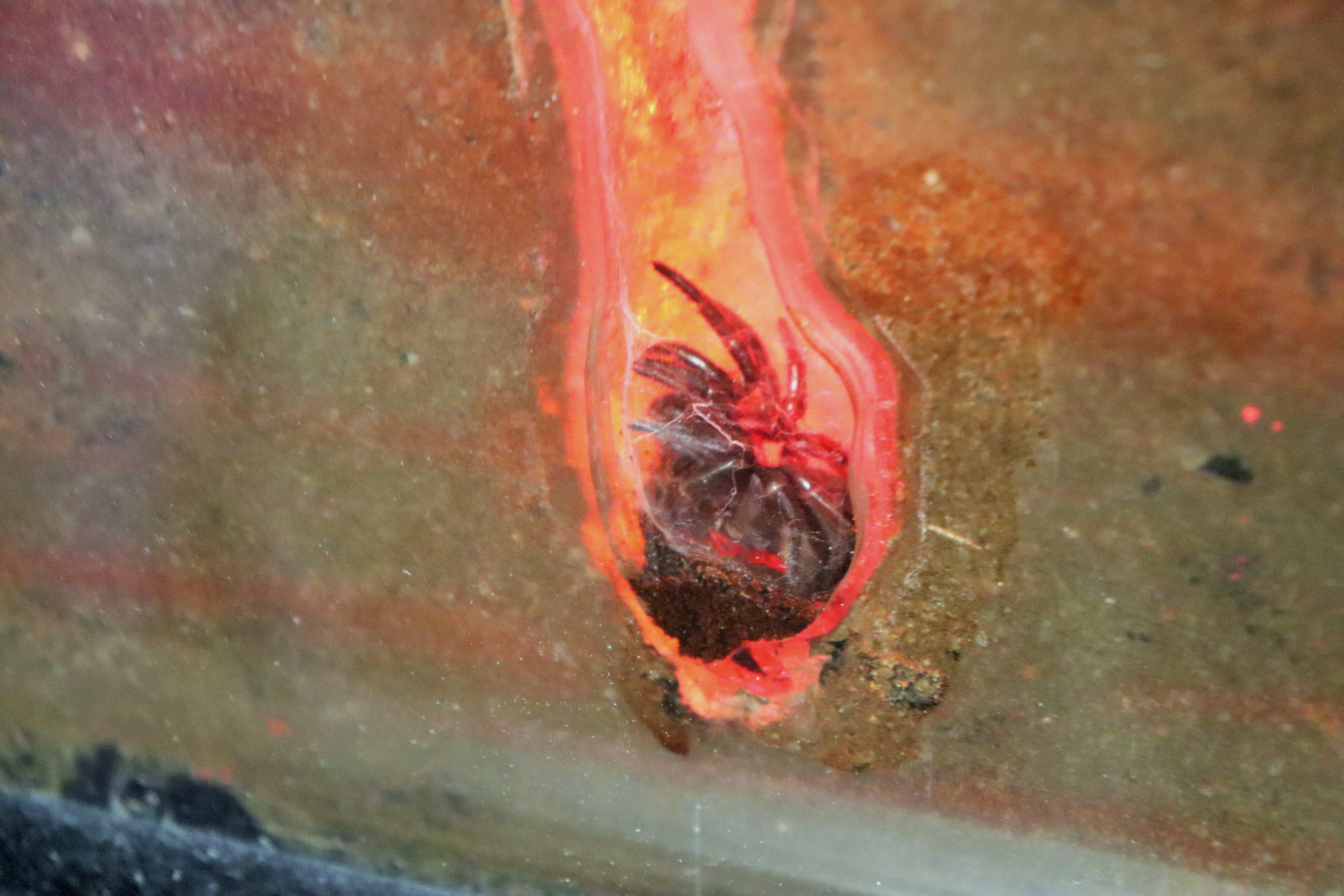 Maleny Palisade Trapdoor Spider (Euoplos turrificus)