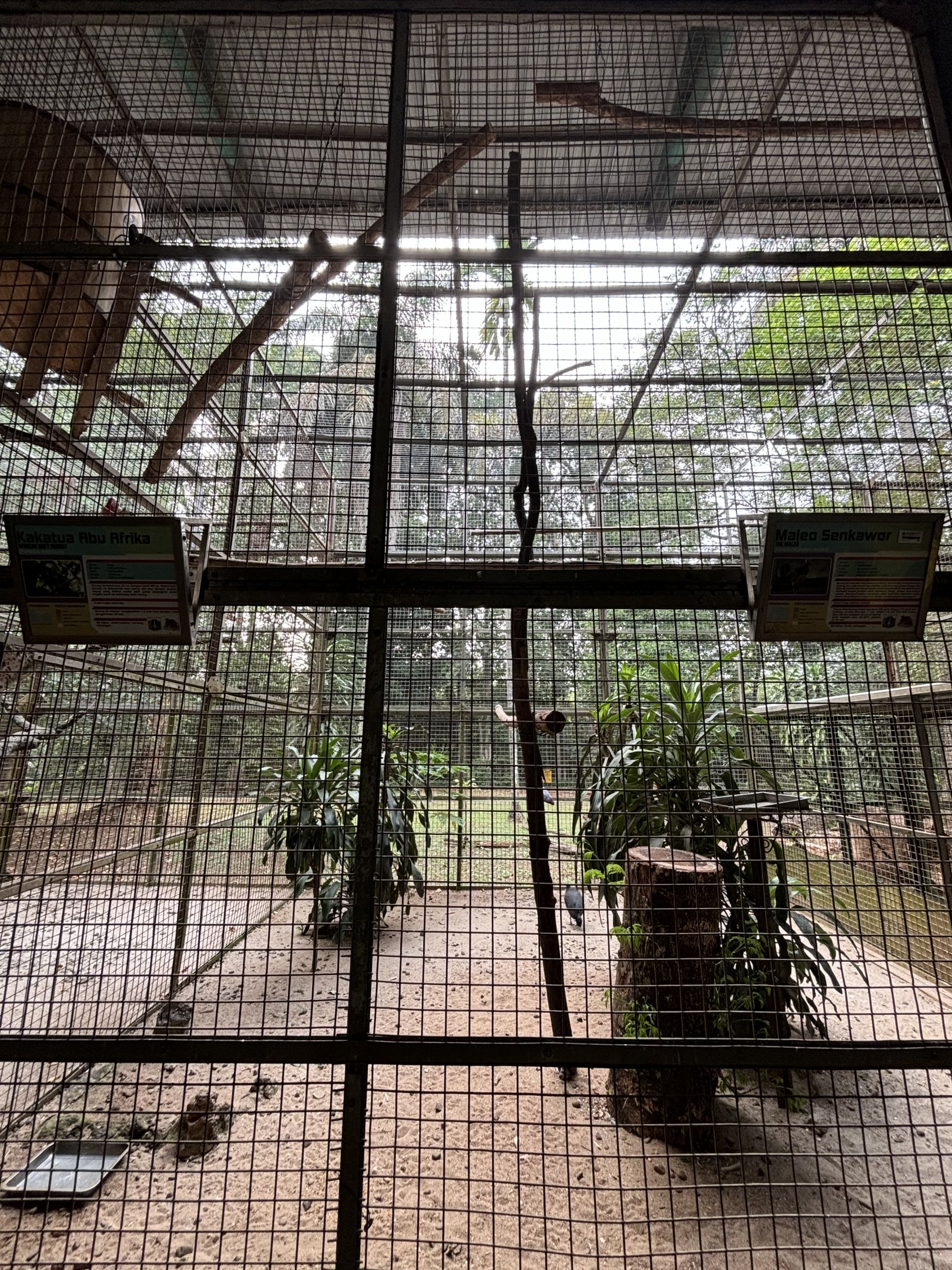 Maleo + African Grey Parrot Aviary