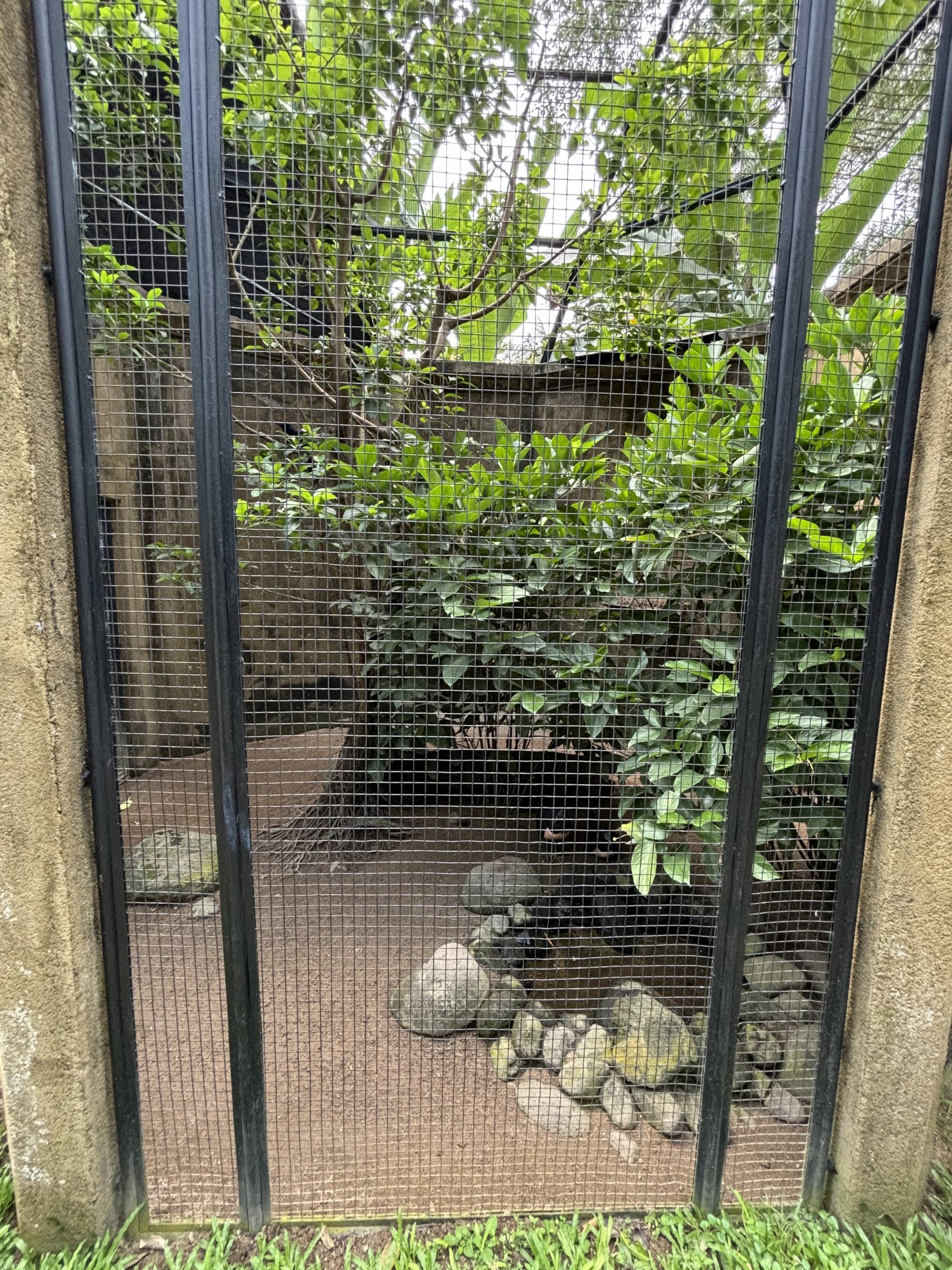 Maleo + Asian Koel Aviary