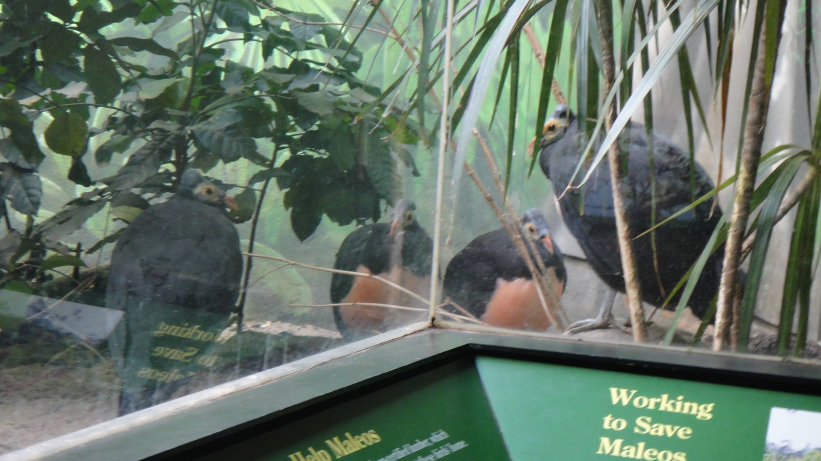 Maleo at Bronx zoo 2014-12-27