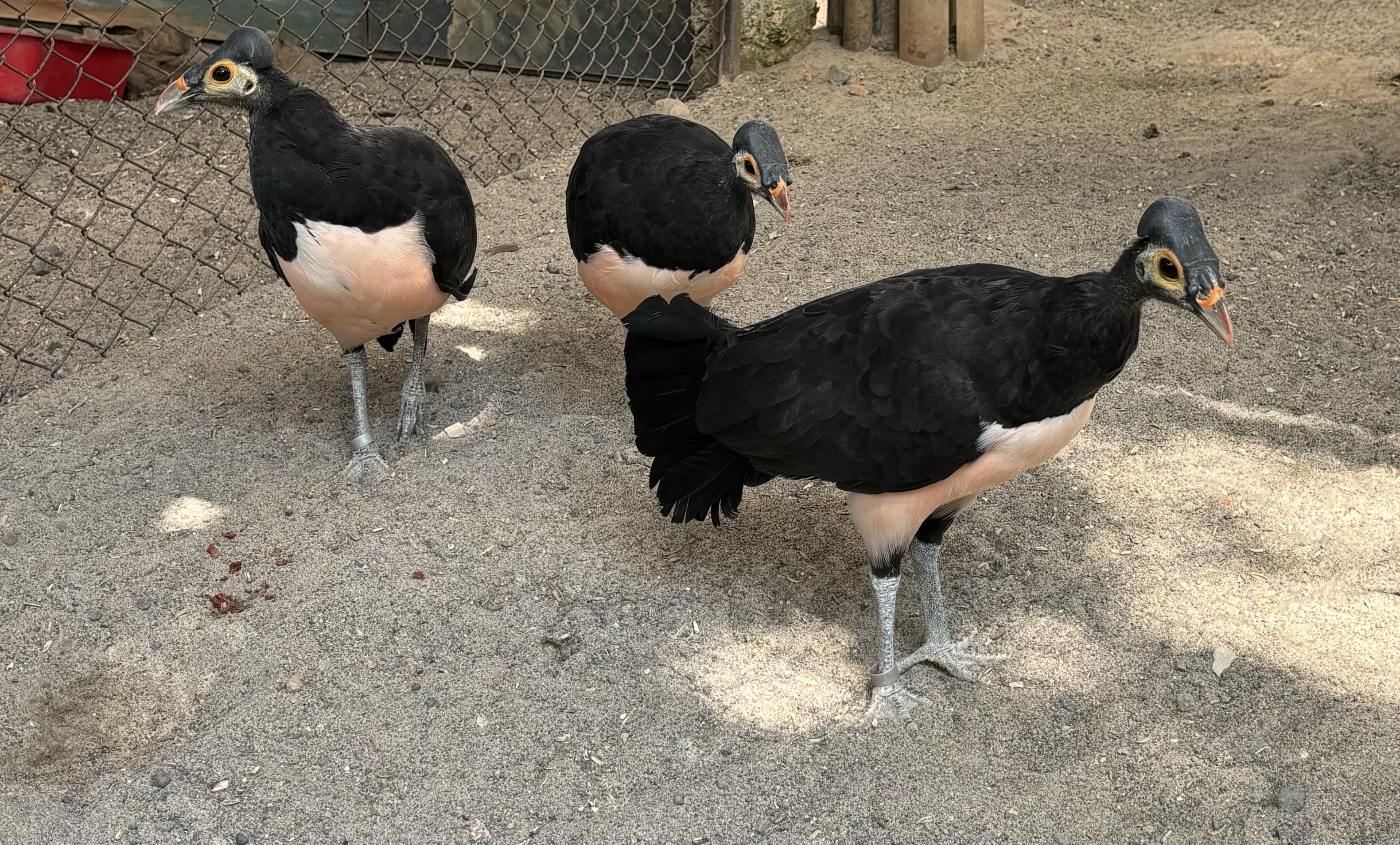 Maleo Aviary