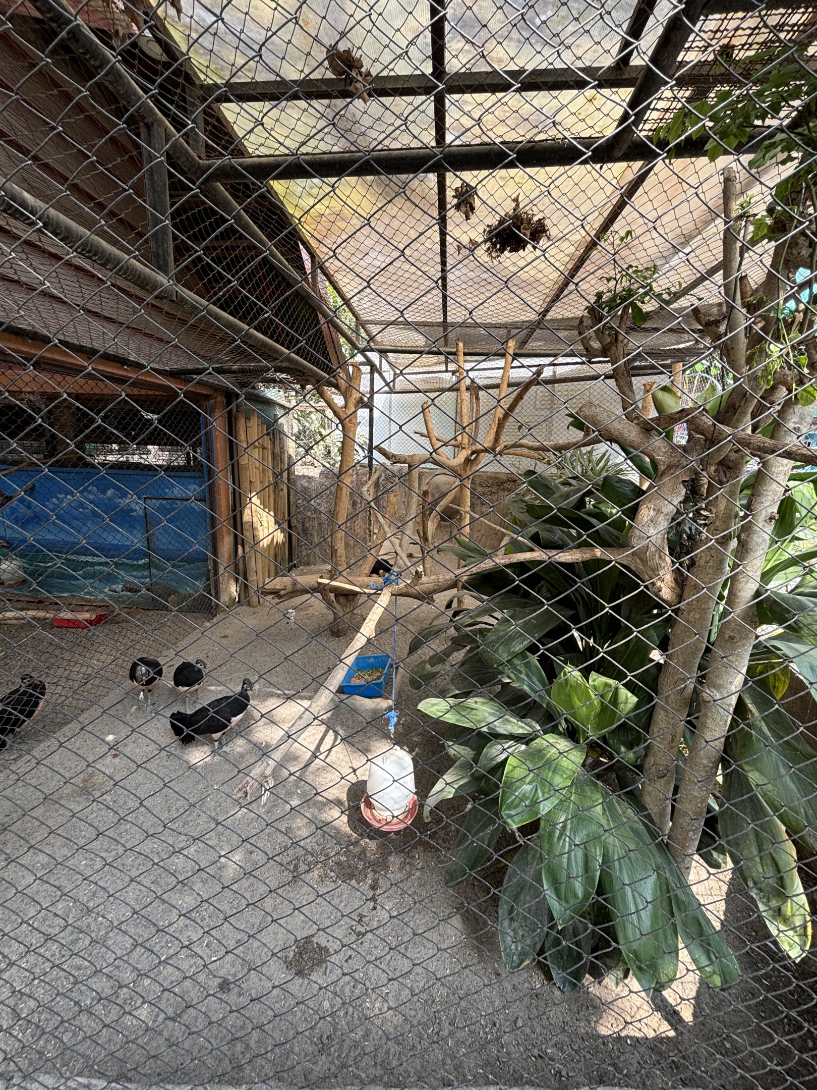 Maleo Aviary