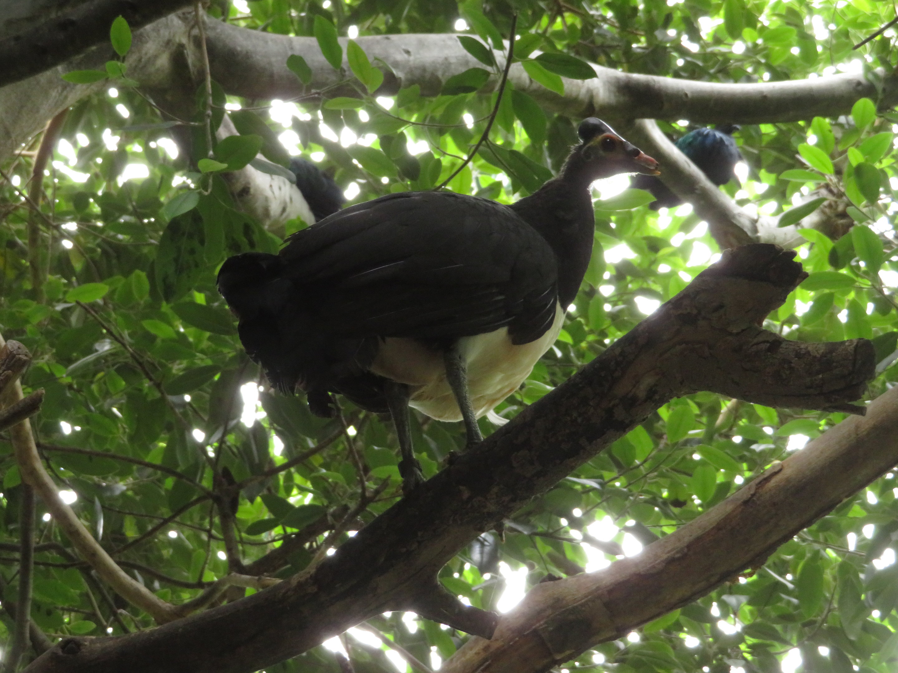 Maleo in Tree