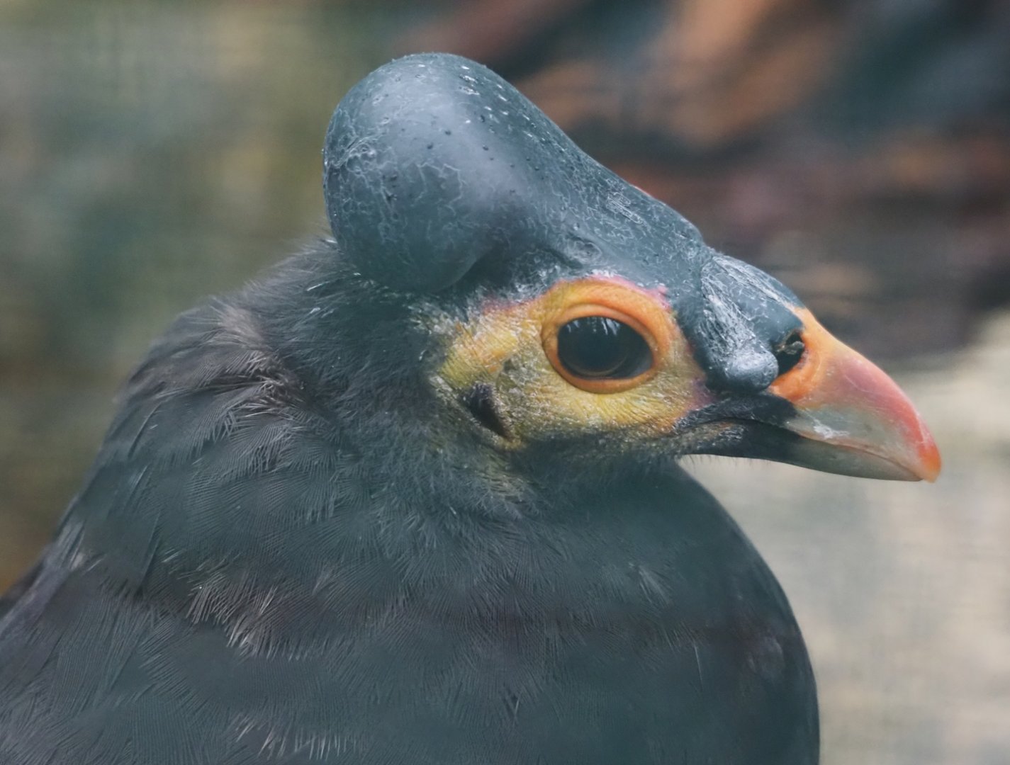Maleo (Macrocephalon maleo), 2024-05-22