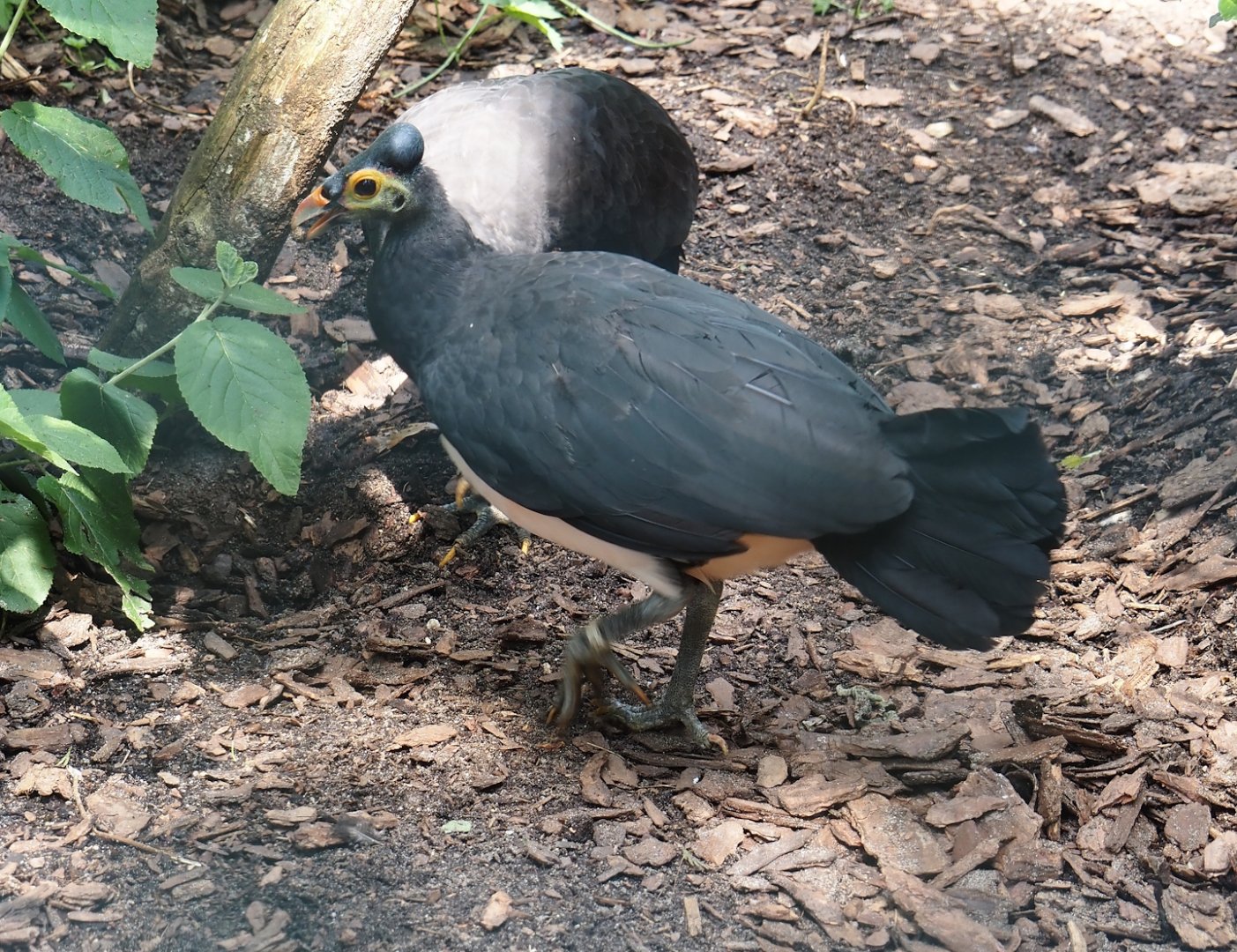 Maleo (Macrocephalon maleo), 2024-05-23