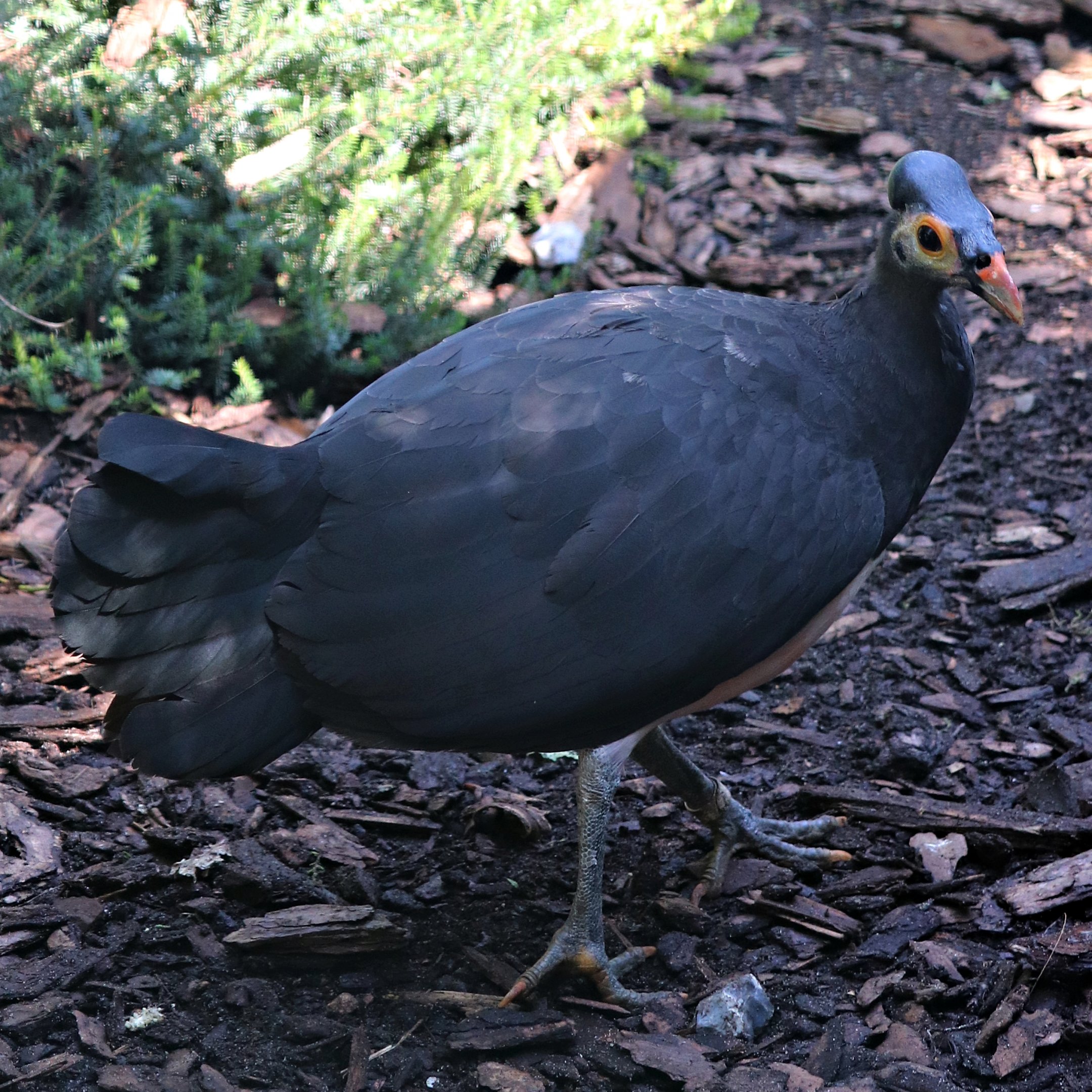 Maleo (Macrocephalon maleo) - Fasanerie