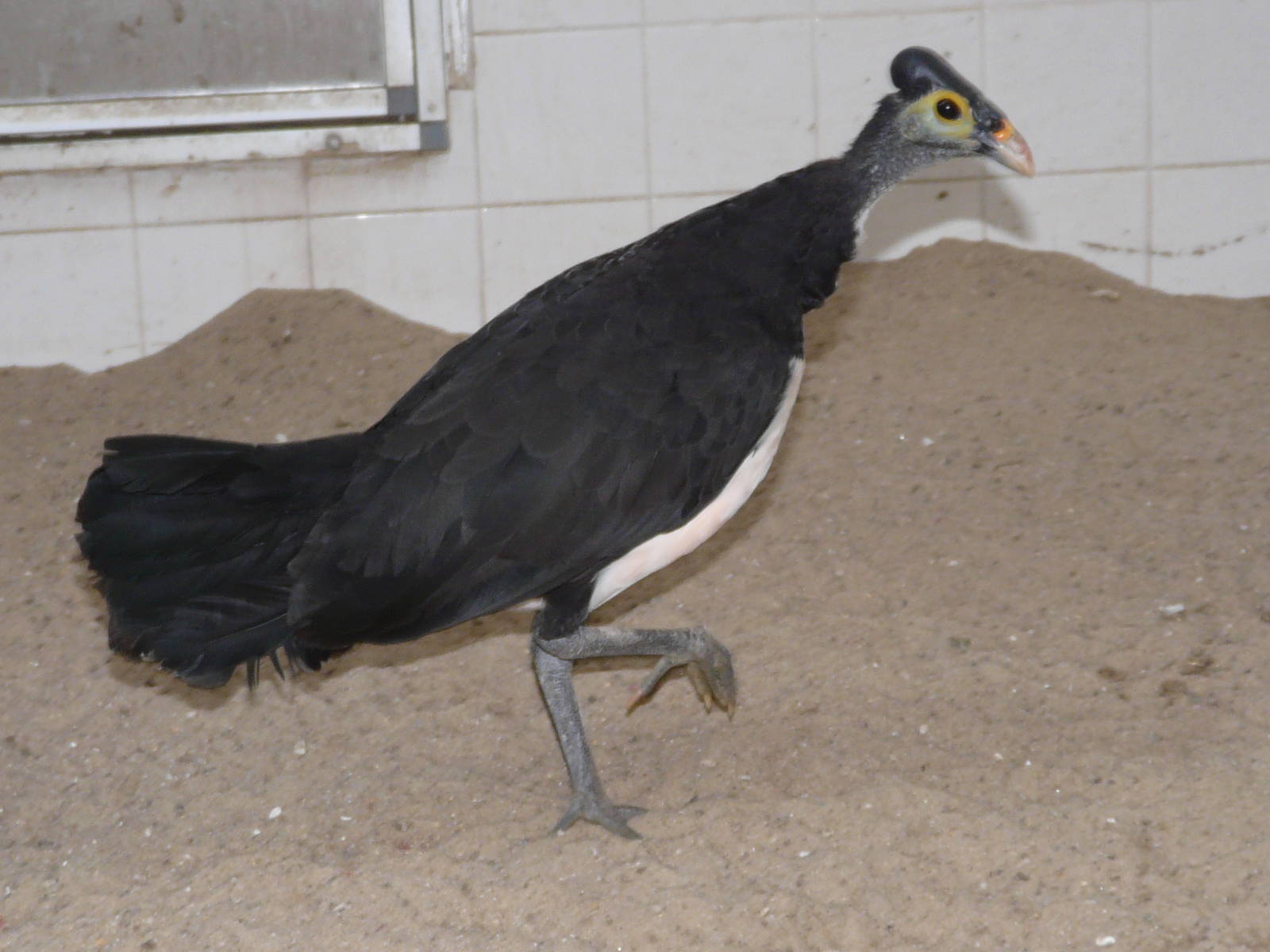 Maleo / Macrocephalon maleo