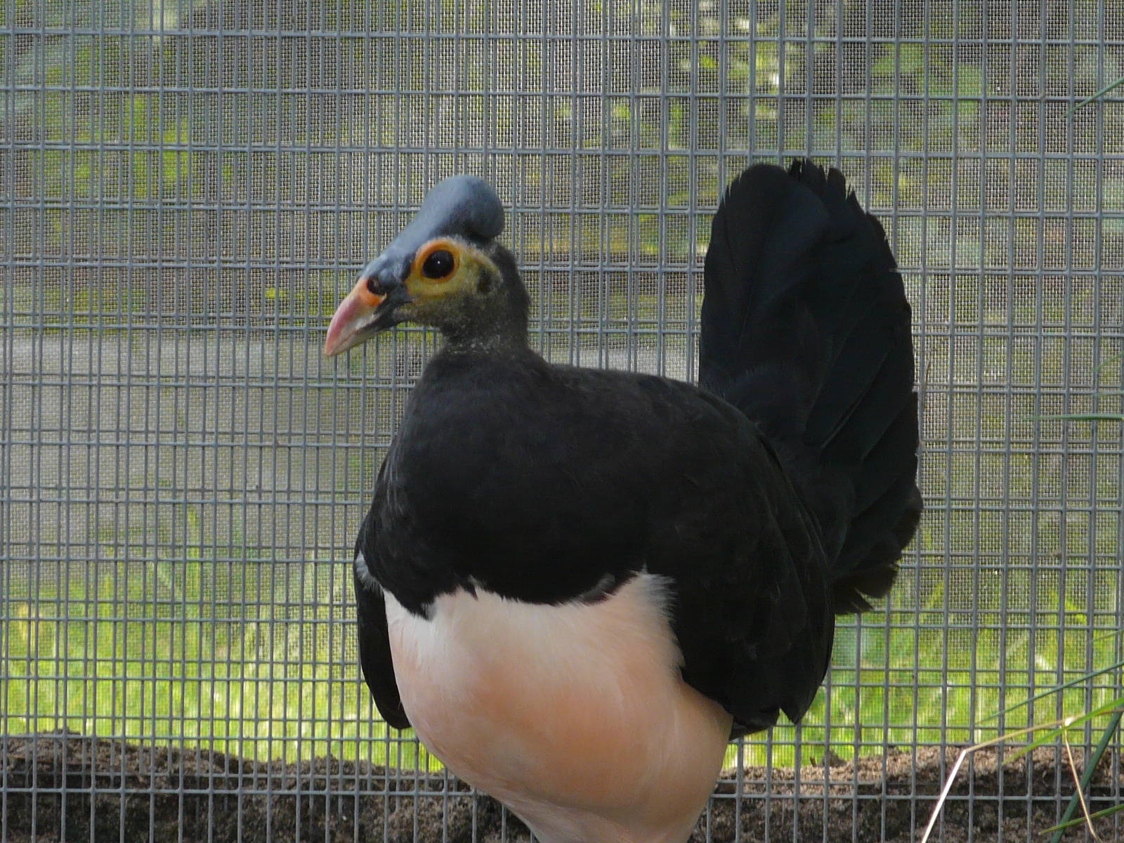 Maleo / Macrocephalon maleo