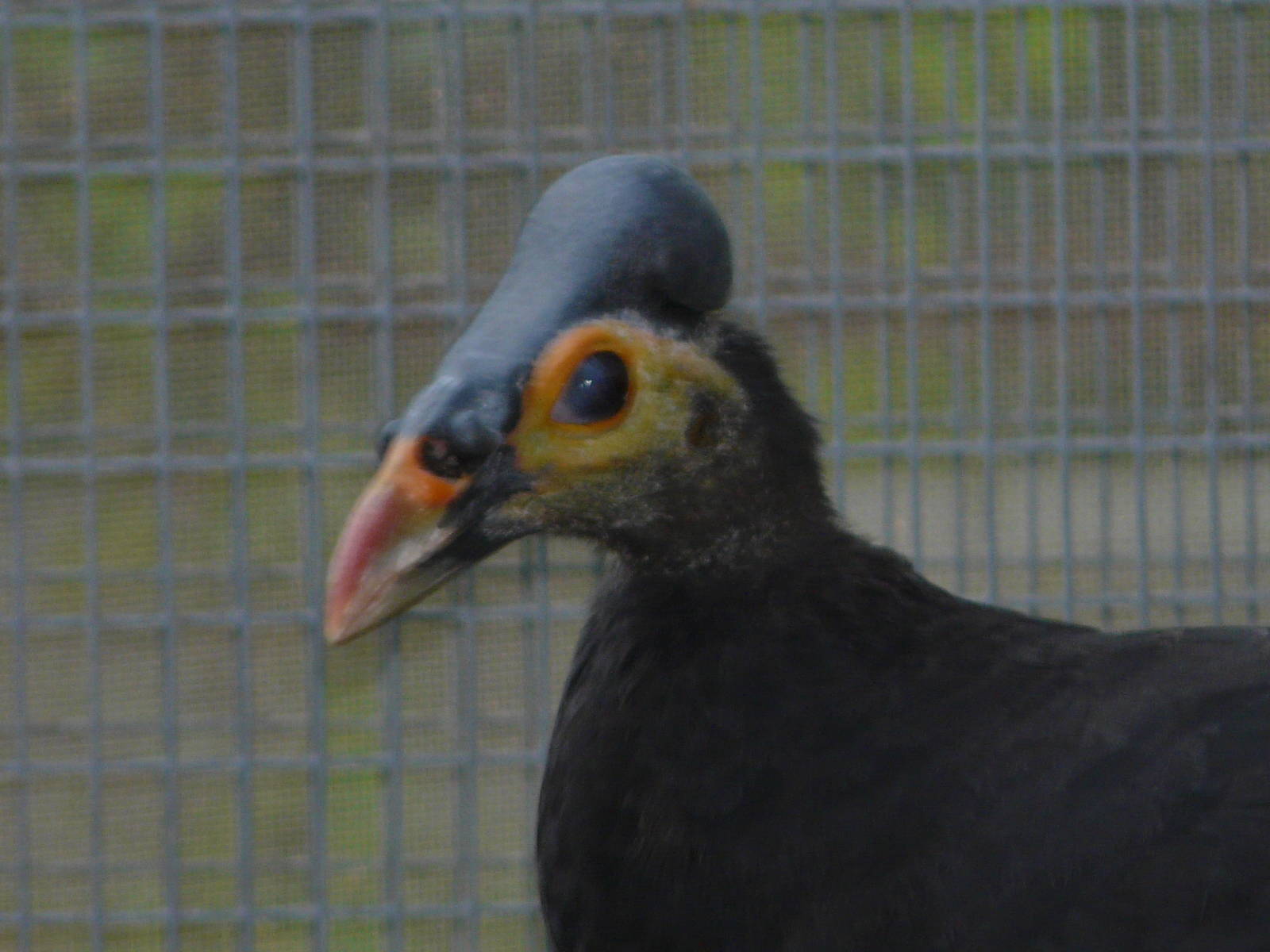 Maleo / Macrocephalon maleo