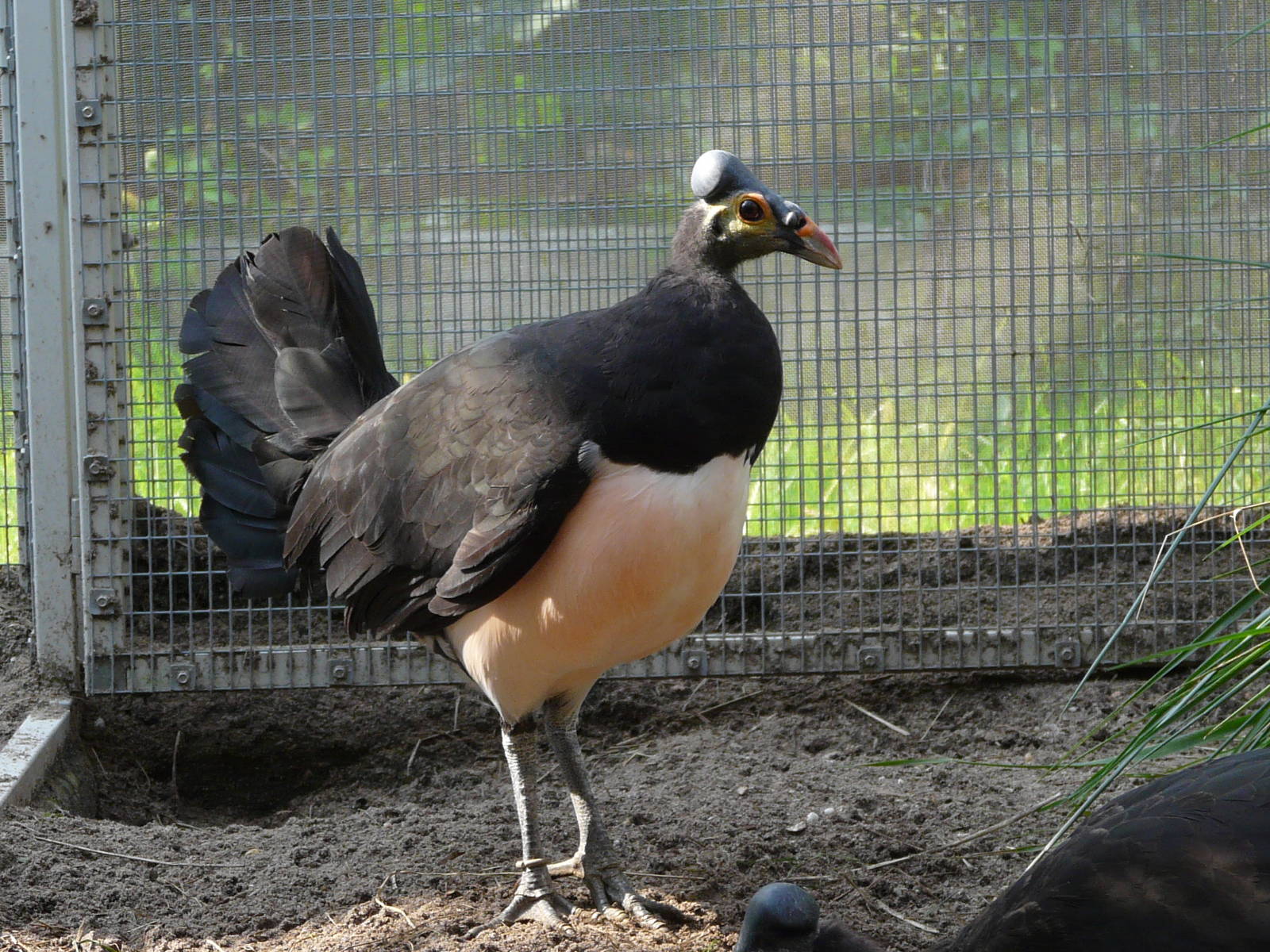 Maleo / Macrocephalon maleo