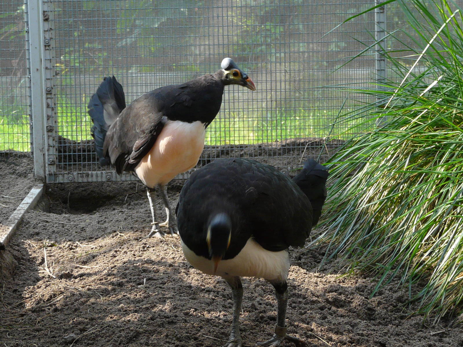 Maleo / Macrocephalon maleo