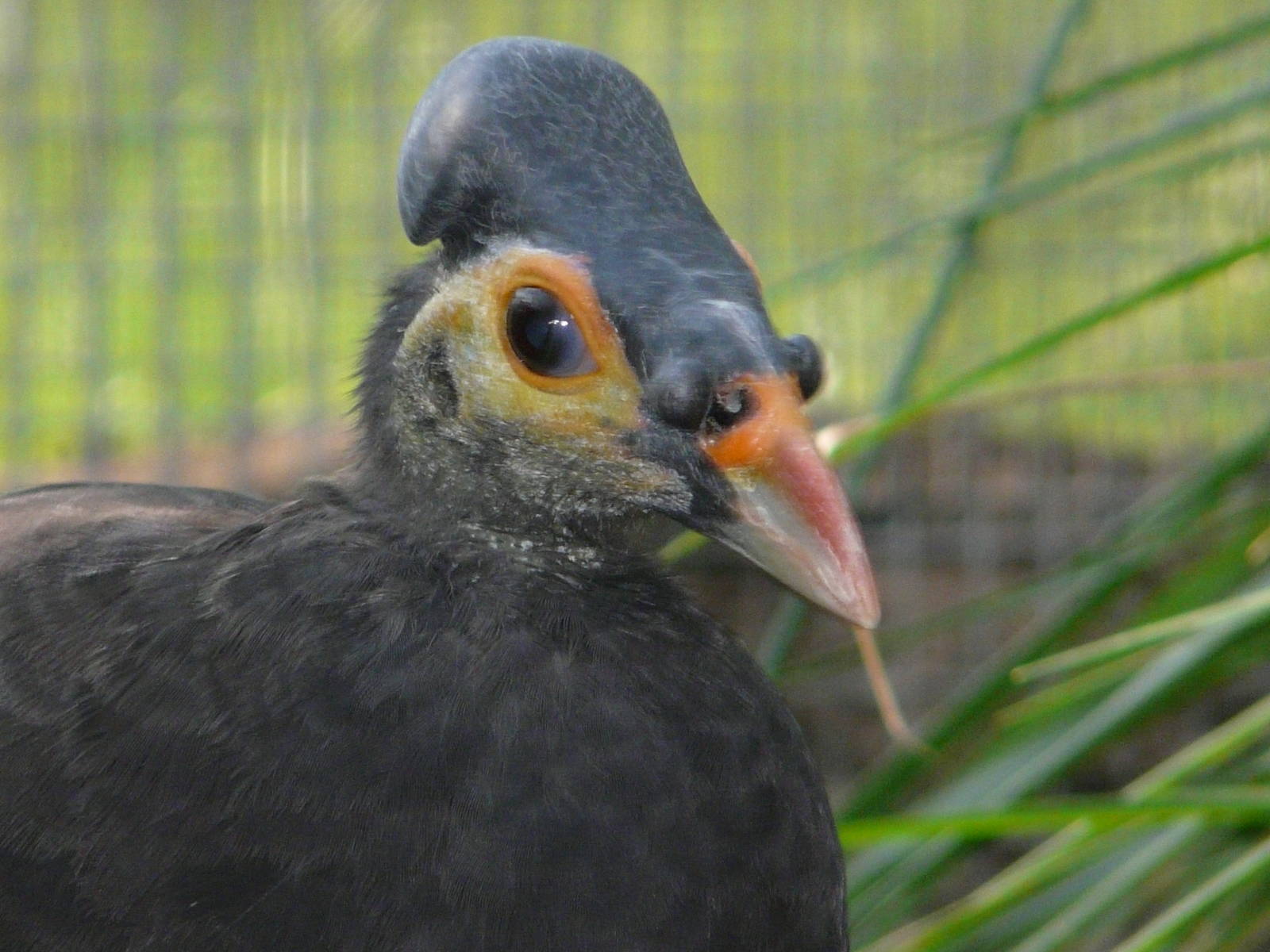 Maleo / Macrocephalon maleo