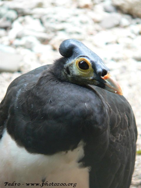 Maleo (Macrocephalon maleo)