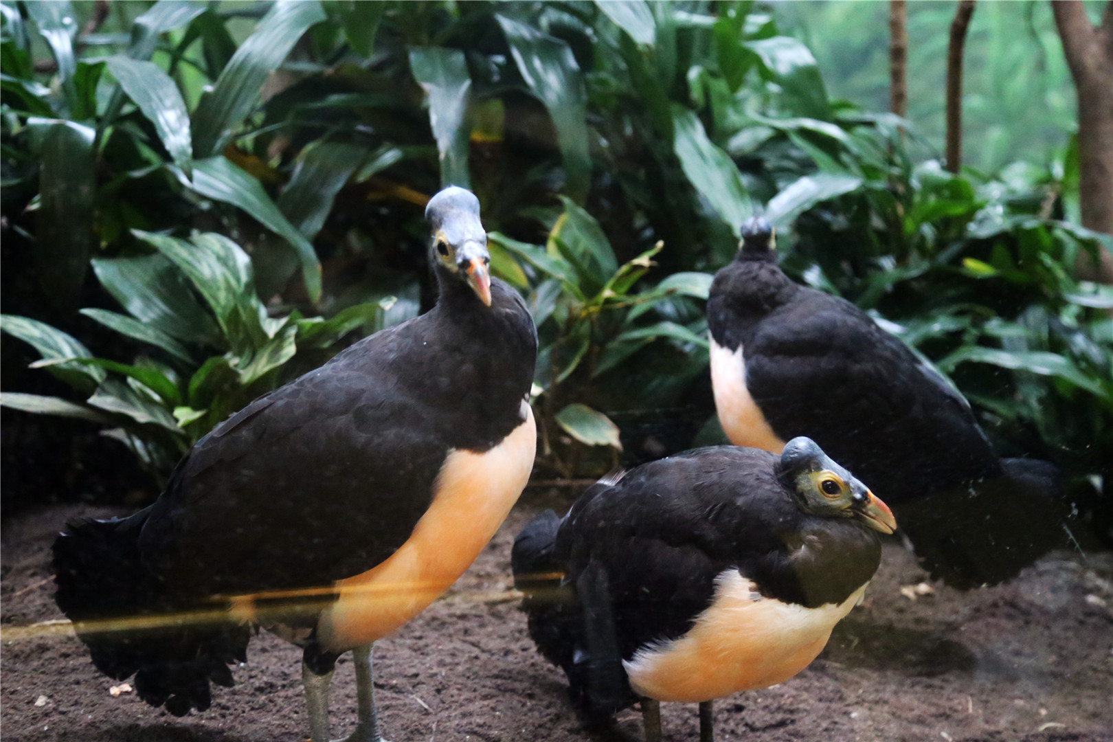 Maleo (Macrocephalon maleo)